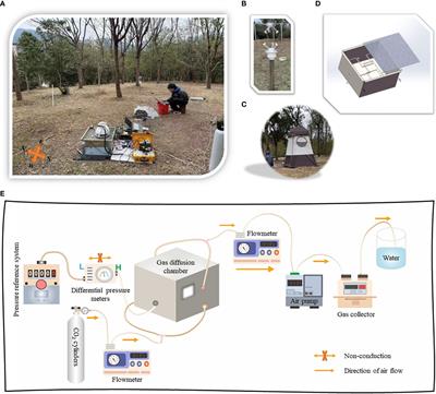 Effect of near-surface winds on the measurement of forest soil CO2 fluxes using closed air chambers